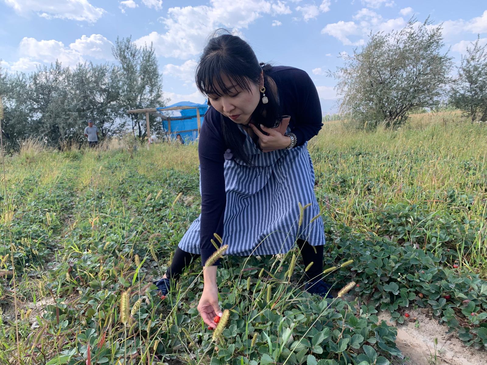 Strawberry Picking