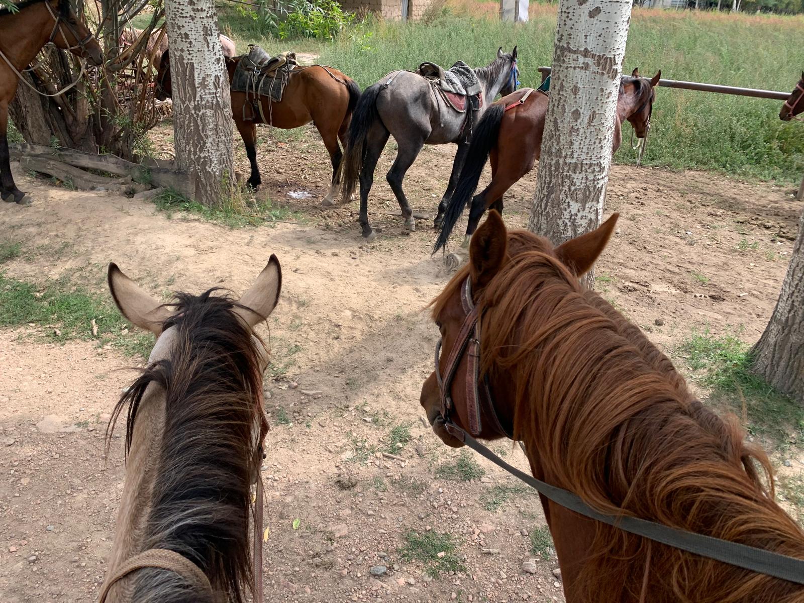 Horse Activities
